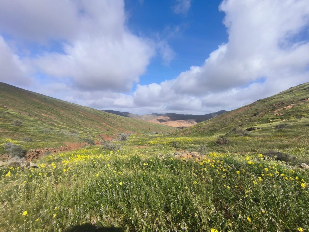 Fuerteventura verde después de las últimas lluvias